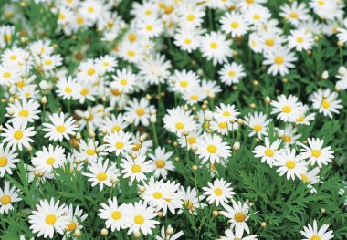 High angle shot of the flower bed feverfew clipart