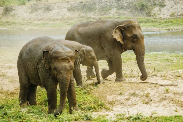 Elefantes Caminhando Até Lagoa Para Água — Fotografia de Stock