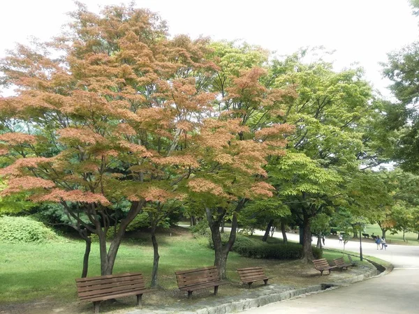 緑の公園の木やベンチは — ストック写真