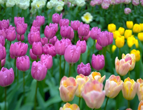 Flerfärgade Blommande Tulpaner Holland Våren — Stockfoto