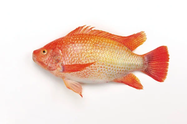 Tilapia roja fresca sobre fondo blanco — Foto de Stock