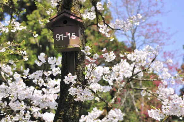 Vacker vit blomma och trädet i Chiayi County — Stockfoto