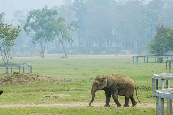Elefante Único Parque Verde — Fotografia de Stock