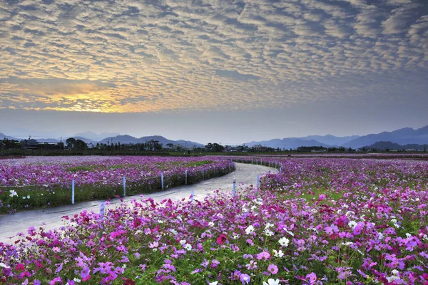 Mare Fiori Shinshe — Foto Stock