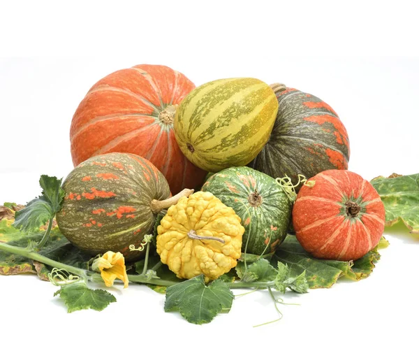 Variedad Calabazas Coloridas Con Hojas Aisladas Sobre Fondo Blanco —  Fotos de Stock