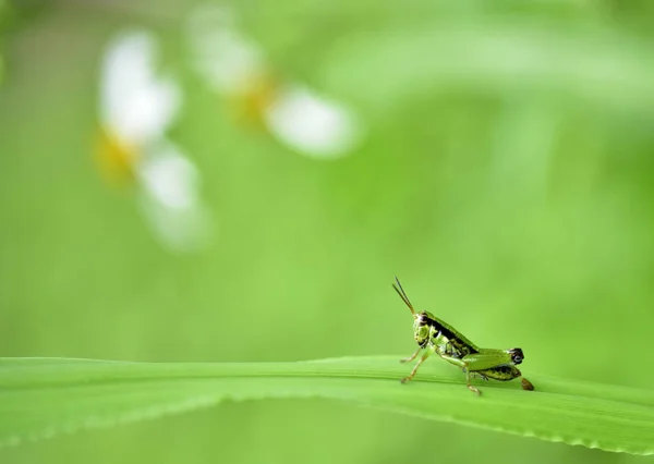 휴게소에 있는 메뚜기의 근접 사진 — 스톡 사진
