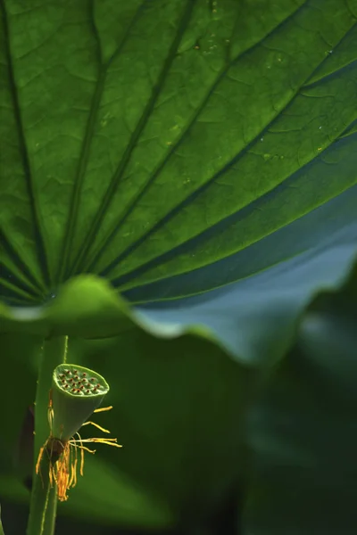 Lotus Green Leaf Close — стоковое фото