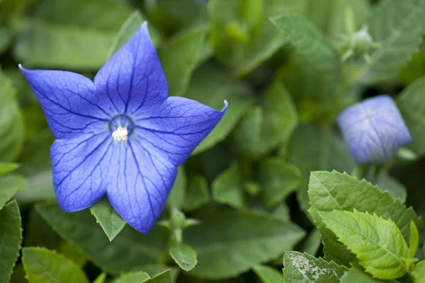 Platycodon Modré Květy Detailní Pohled — Stock fotografie