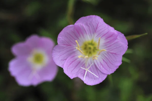 Fleurs Violettes Sur Fond Naturel Flou Vert — Photo