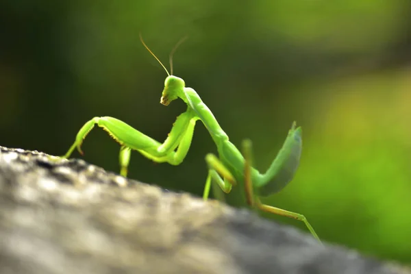 Primer plano de la Mantis Orante — Foto de Stock