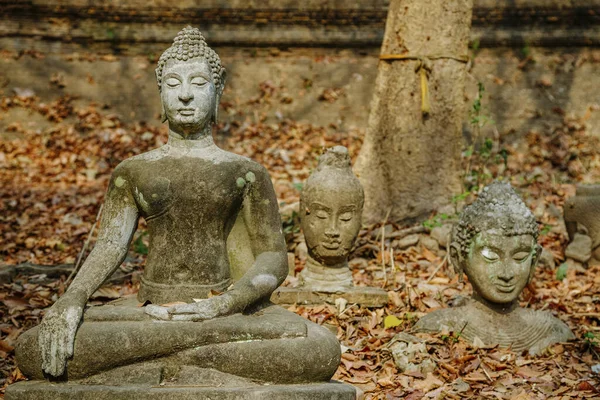 Estatua Buda Con Follaje Voz Alta — Foto de Stock