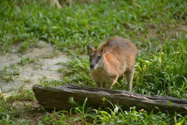 Eau Potable Wallaby Dans Parc — Photo