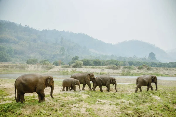 Grupo Elefantes Caminhando Parque Com Árvores Verdes — Fotografia de Stock