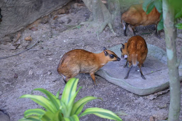 Petits Cerfs Souris Dans Zoo — Photo