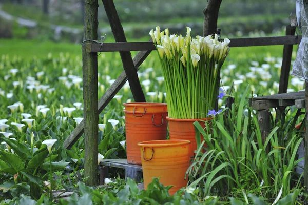 Calla Liljor Blommor Vår Trädgård — Stockfoto