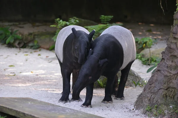 Малайзийские Тапиры Прогуливаются Парке — стоковое фото