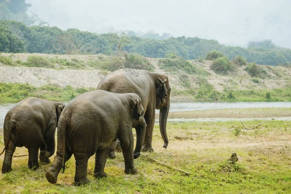 Elefantes Caminhando Até Lagoa Para Água — Fotografia de Stock