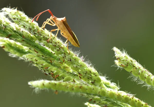 Close up of insect on the leave — 스톡 사진