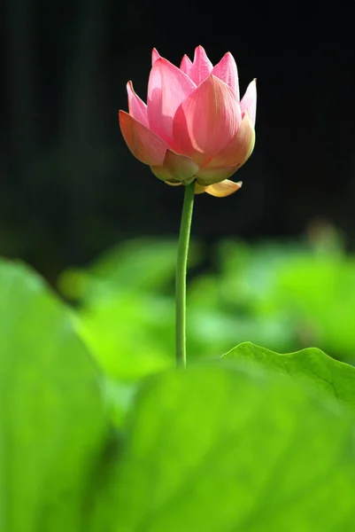 Nahaufnahme des rosa Lotus — Stockfoto