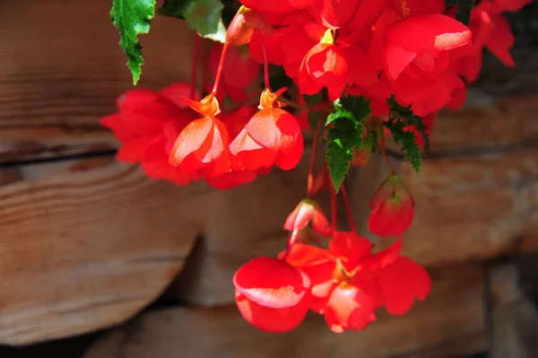 Close up of the red flower Saint Petersburg — Stock Photo, Image