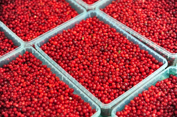 Bayas Rojas Colocadas Recipientes Plástico —  Fotos de Stock