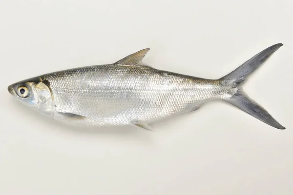 Milkfish sobre el fondo blanco — Foto de Stock