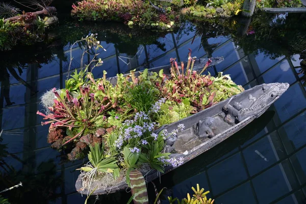 Plant and the boat — Stock Photo, Image