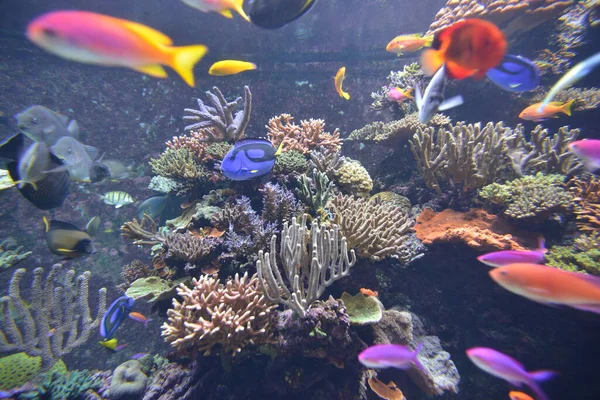 Fische im Meerwasseraquarium — Stockfoto