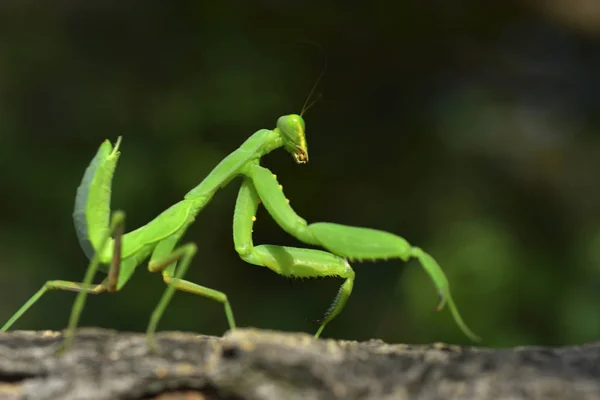 Primer plano de la Mantis Orante — Foto de Stock