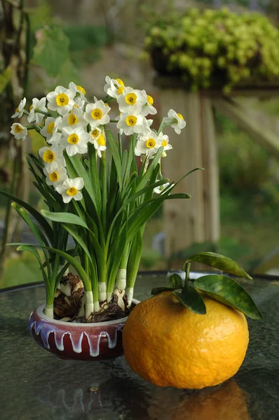 Food portrait of the fruit and flower on the table — Stockfoto