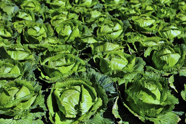 Campo Repolho Alimentos Orgânicos — Fotografia de Stock