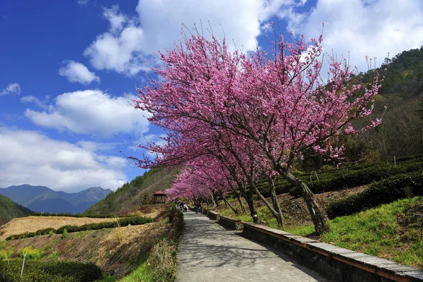 Escénica toma de Wuling granja de la ciudad — Foto de Stock