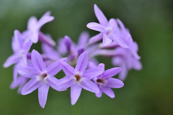 Фиолетовые Цветы Зеленом Размытом Естественном Фоне — стоковое фото