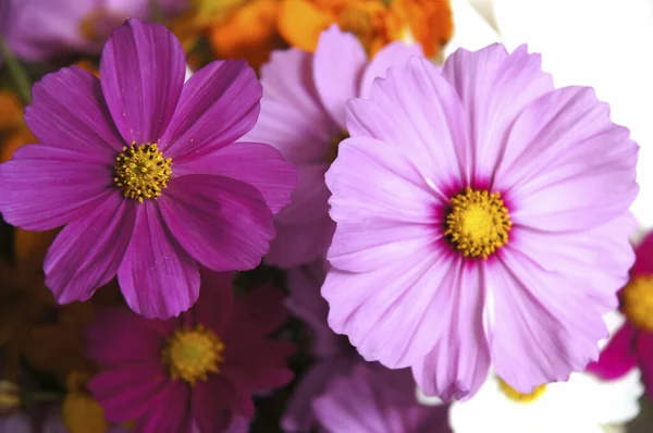 The portrait of still life close up of Cosmos — ストック写真