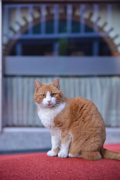 Das Porträt der Katze in der City Lounge in St. Gallen — Stockfoto