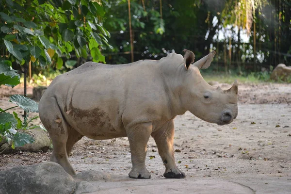 Rhino Wandelen Het Park Overdag — Stockfoto