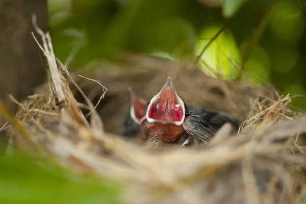 Bebé Bulbul ventilado por luz — Foto de Stock