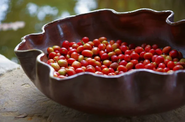 Potret makanan Biji kopi di atas mangkuk — Stok Foto