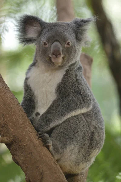 Koala Moelleux Mignon Sur Arbre — Photo