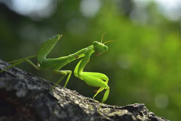 Blízko modlící se kudlanky — Stock fotografie