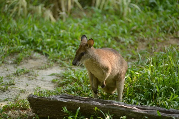 Wallaby Água Potável Closeup — Fotografia de Stock