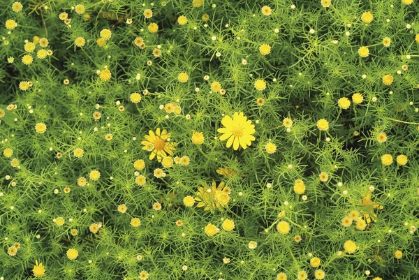 Colpo ad angolo alto di fiore giallo Camomilla — Foto Stock