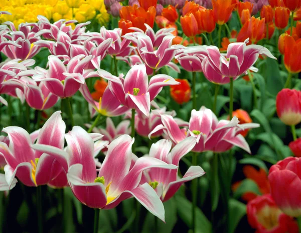 Blommande Tulpaner Holland Våren — Stockfoto