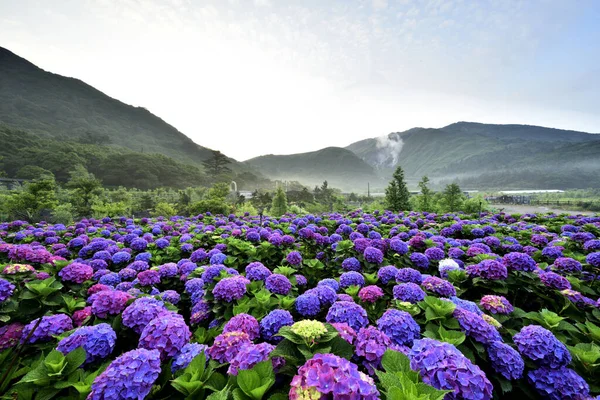 Campo di fiori di ortensia a Beitou — Foto Stock