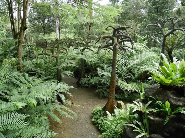 Trees Plants Green Forest Singapore — Stock Photo, Image