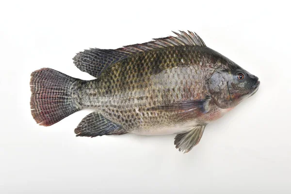 Fresh tilapia on the white background — Stock Photo, Image