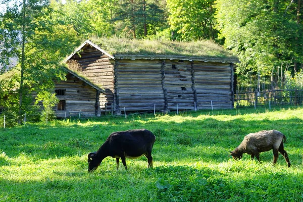 Museo Folclórico Norsk Bosque Verde Con Vacas Pastando — Foto de Stock