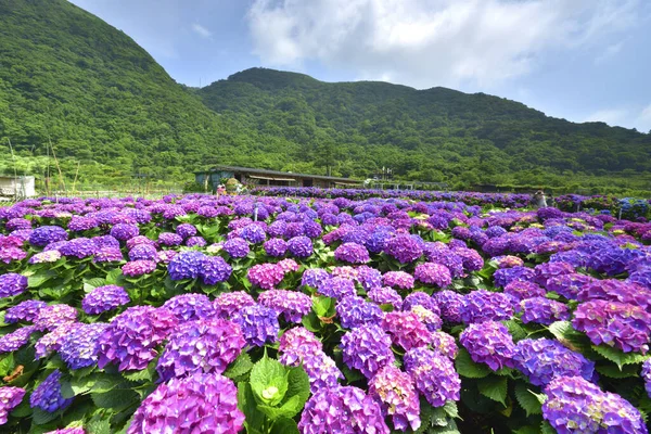 Campo di fiori di ortensia a Beitou — Foto Stock