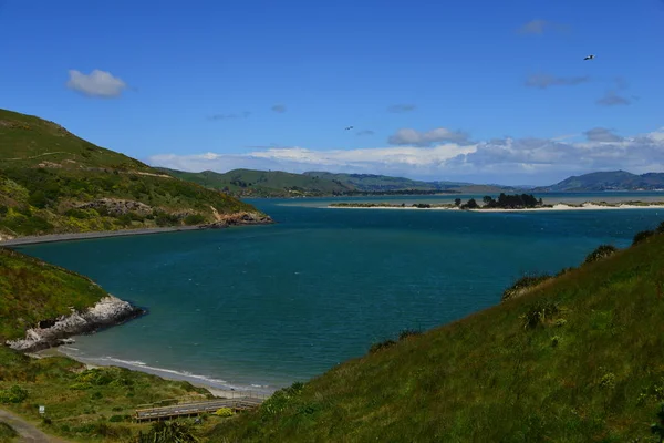 Hochwinkelaufnahme Der Schönen Aussicht Zentrum Des Königlichen Albatrosses — Stockfoto