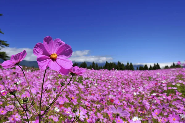 Parlak Pembe Kozmos Alanı — Stok fotoğraf